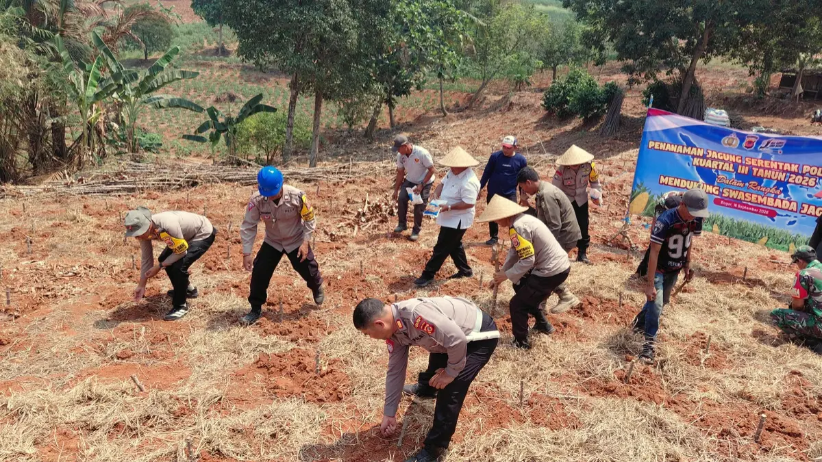 Penanaman jagung hibrida di Desa Cibadung, Gunungsindur, Bogor.