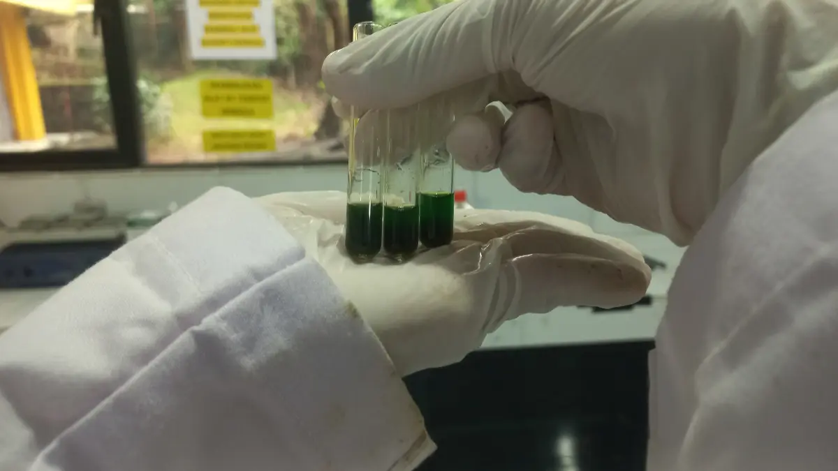 Inovasi SMK AK Nusa Bangsa di Bogor menciptakan serum Daun Mimba untuk masalah jerawat.