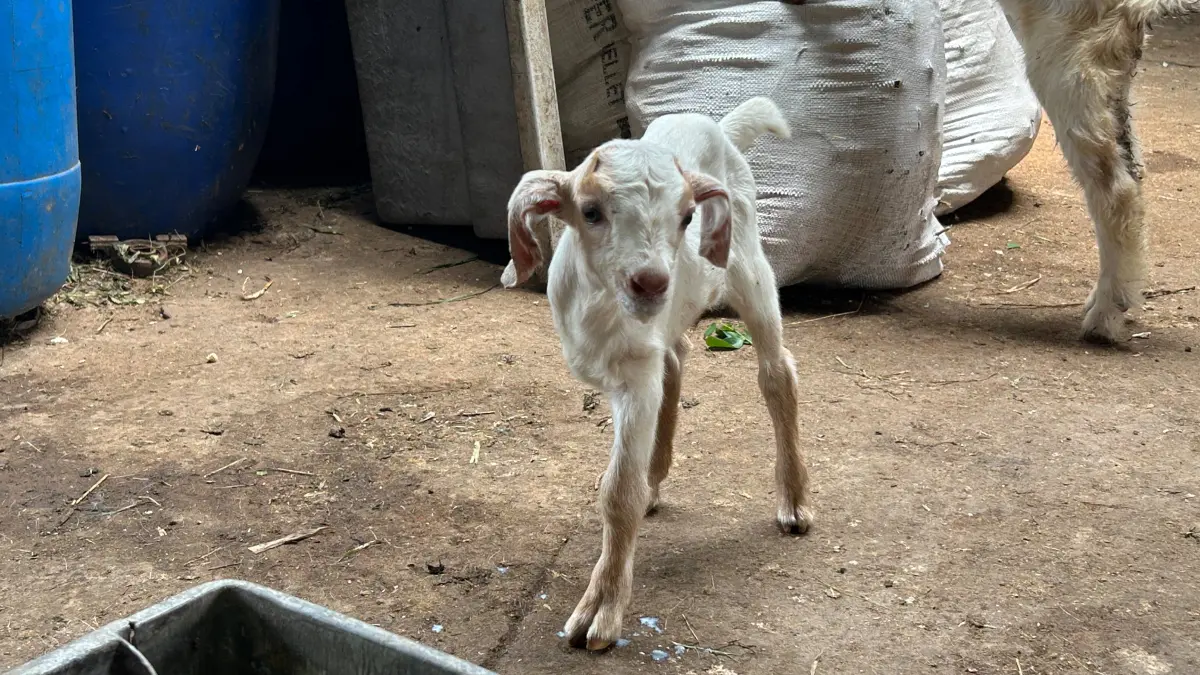 Kambing berkaki tiga yang lahir di Kampung Bubulak, Kelurahan Ciluar, Bogor. Foto: Fauzan/Radar Bogor