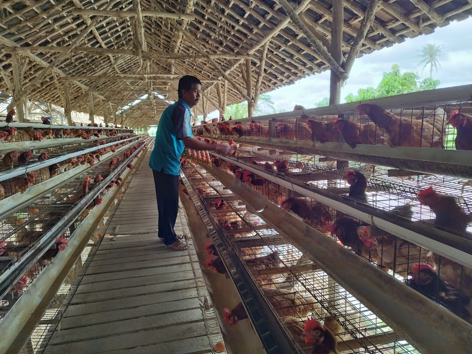 Peternak Klaster Usaha Mandiri Makmur Lampung