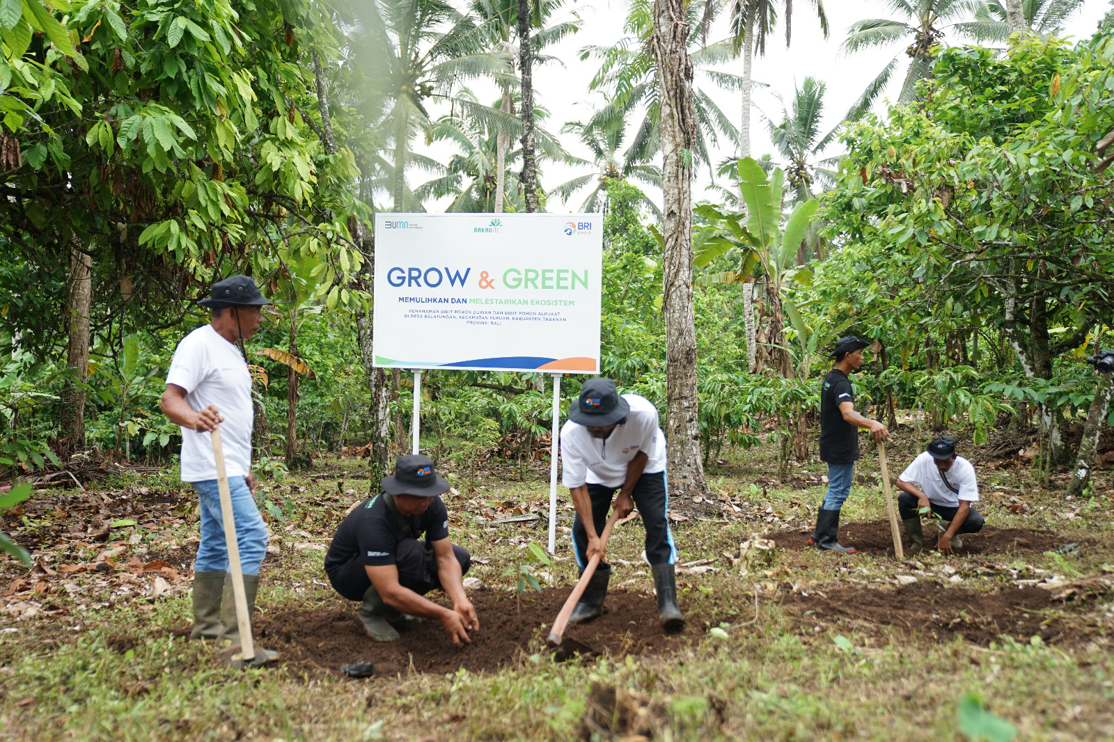 Menanam Tanaman Produktif di Lahan Kritis, BRI Grow dan Green Berdayakan Dua Kelompok Tani di Bali