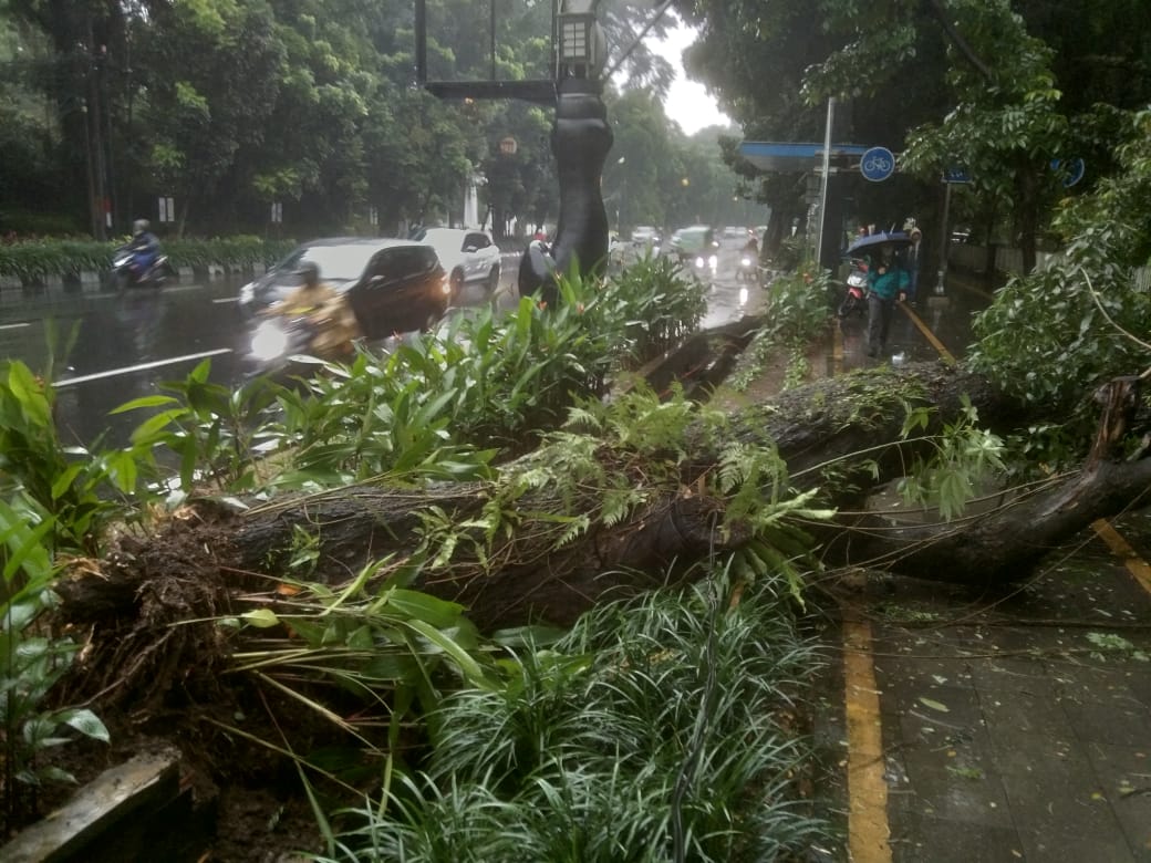 Bogor diguyur hujan, Rabu (31/1/2024), menyebabkan pohon besar di depan kampus IPB Baranangsiang tumbang. Sofyansyah/Radar Bogor