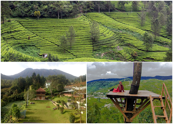 Lokasi wisata paling hits di Puncak, Kabupaten Bogor, yakni Kebuh Teh Cisarua.