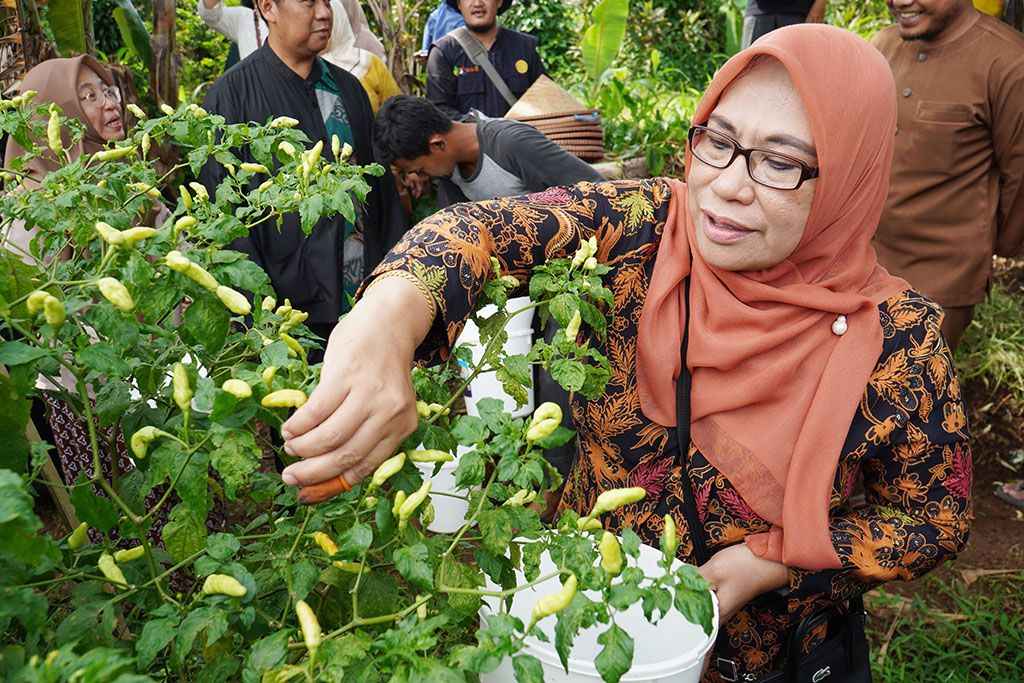 TPID Kota Bogor, yang dipimpin langsung Sekretaris Daerah (Sekda) Kota Bogor, Syarifah Sofiah bersama petani cabai mandiri melakukan panen bersama. ﻿
