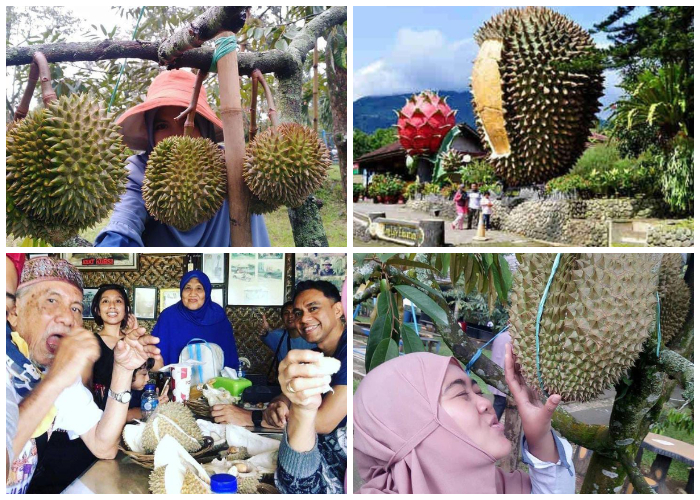 Panen buah durian Warso Farm, yang berlokasi di Jl. K.H. Halimi, Desa Cipelang, Kecamatan Cijeruk, Kabupaten Bogor, Jawa Barat. Foto IG Warso Farm