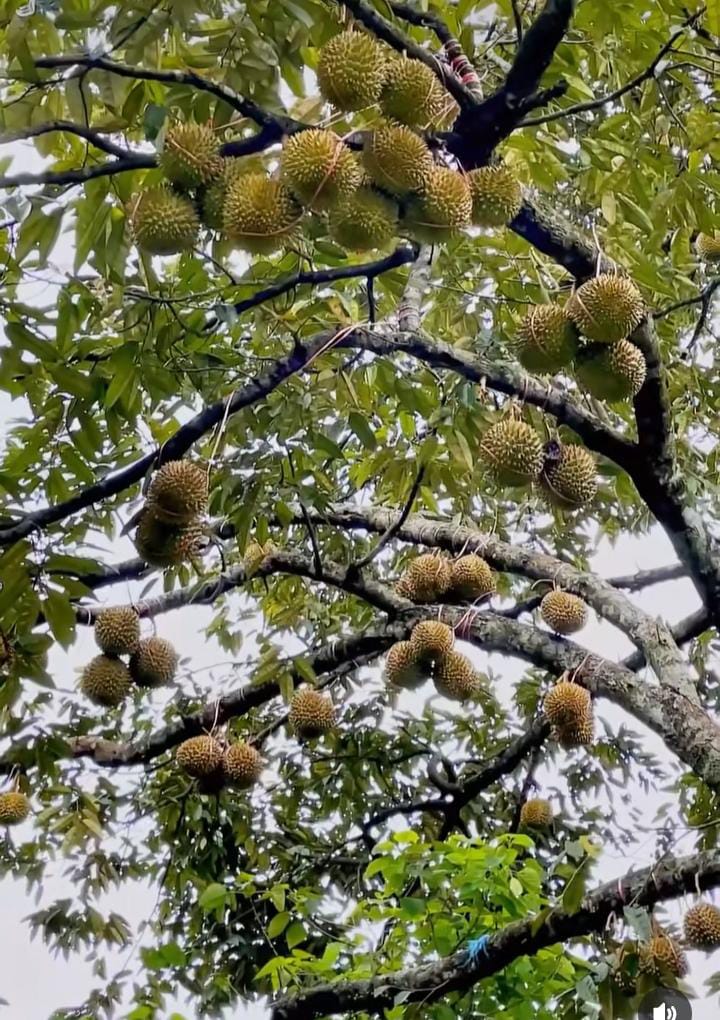 ILUSTRASI: Durian Jonggol, Kabupaten Bogor.