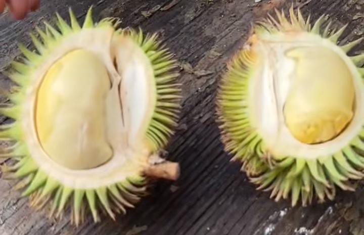 Buah Durian Daun dari Kalimantan.