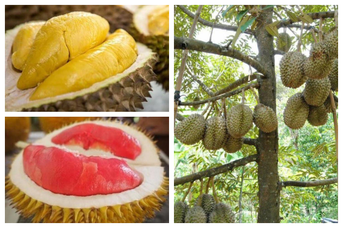 Durian Rancamaya Bogor.