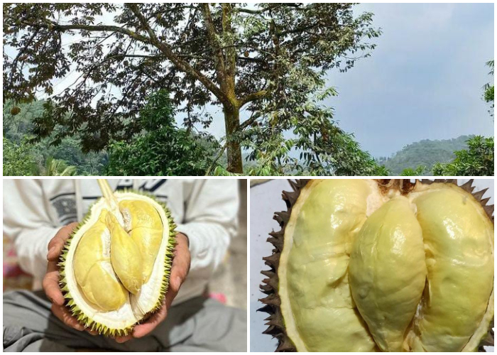 Durian Rumpin, Kabupaten Bogor, Jawa Barat.