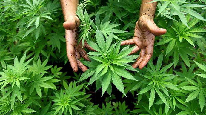 lustrsi ganja