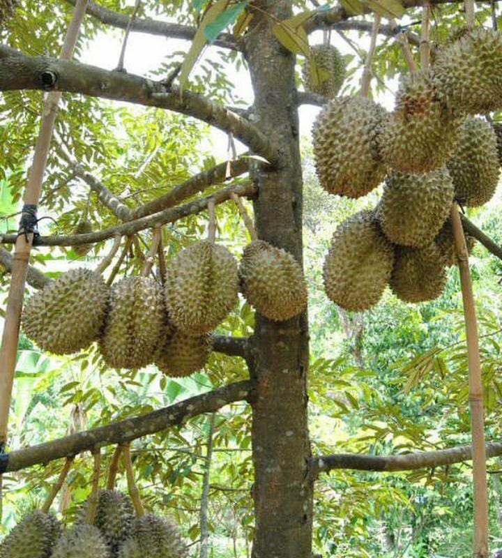 ILUSTRASI: Durian Gunung Geulis Bogor.