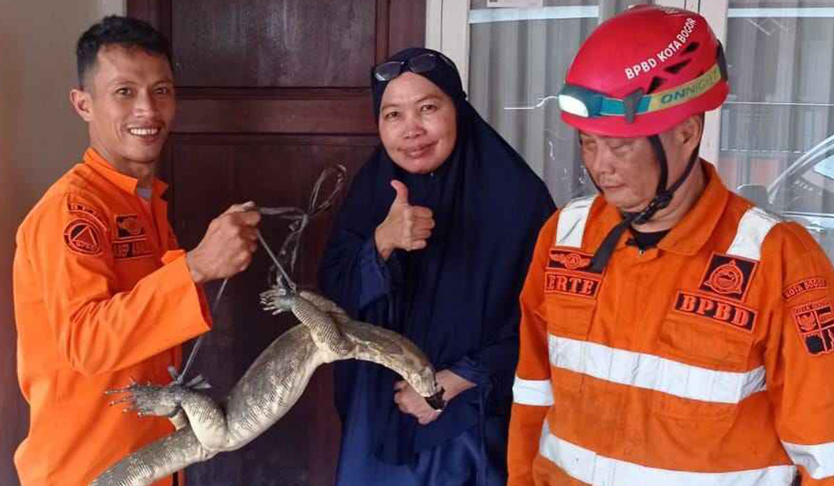 Petugas BPBD Kota Bogor saat mengevakuasi Biawak dari dalam rumah warga di Kelurahan Kayumanis.