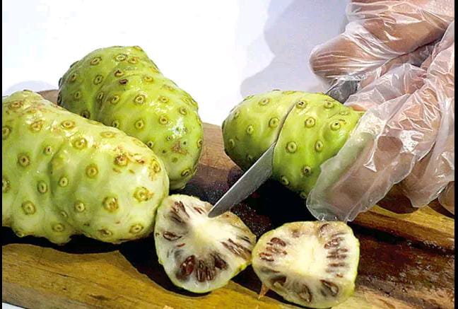 Ilustrasi Buah Mengkudu