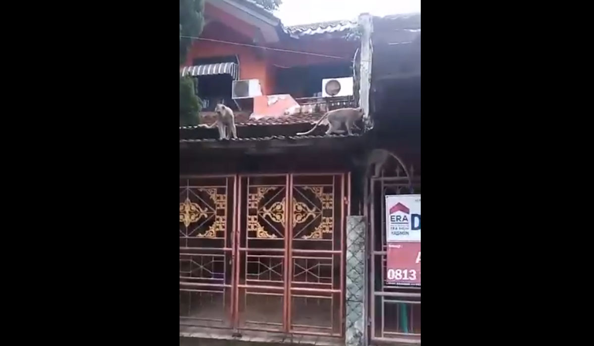Kawanan monyet saat menaiki atap rumah warga di kawasan Yasmin.