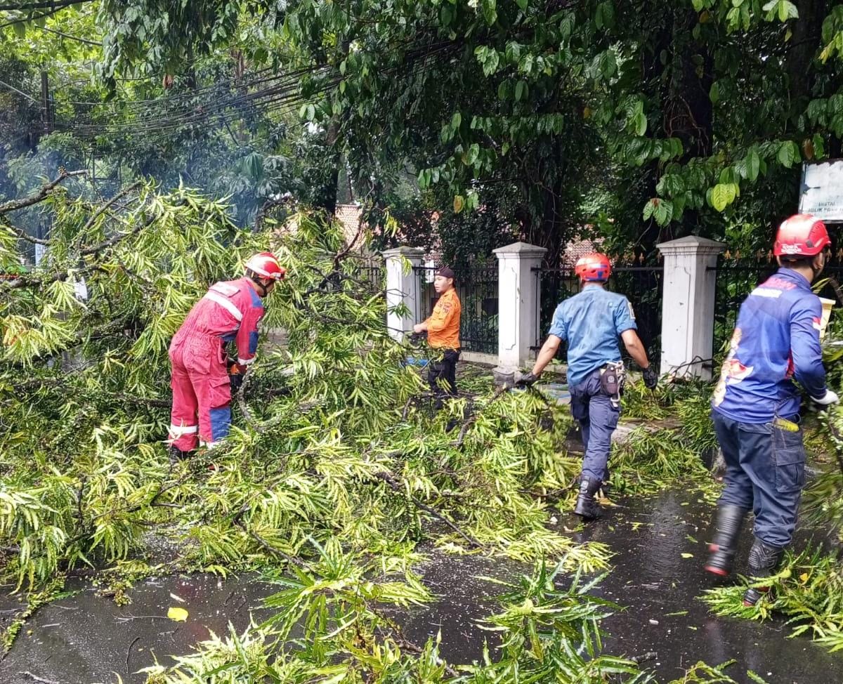 Petugas mengevakuasi pohon tumbang akibat angin kencang di Jalan RE. Abdullah, Pasirmulya, Sabtu (10/2/2024).