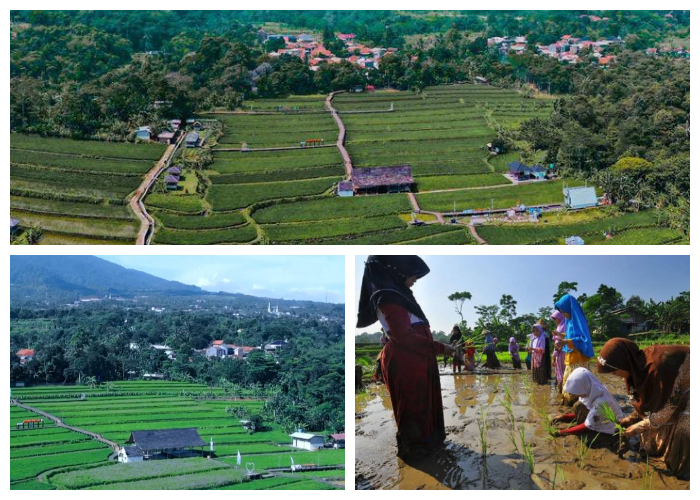 Agro Eduwisata Organik Mulyaharja, yang berlokasi di Kampung Ciharashas RT 05/RW 01, Kelurahan Mulyaharja, Kecamatan Bogor Selatan, Kota Bogor, Jawa Barat.