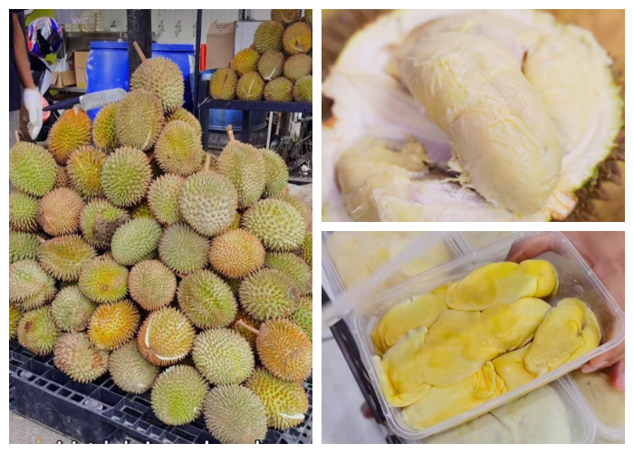 Durian Amen Fresh & Frozen Kota Bogor.