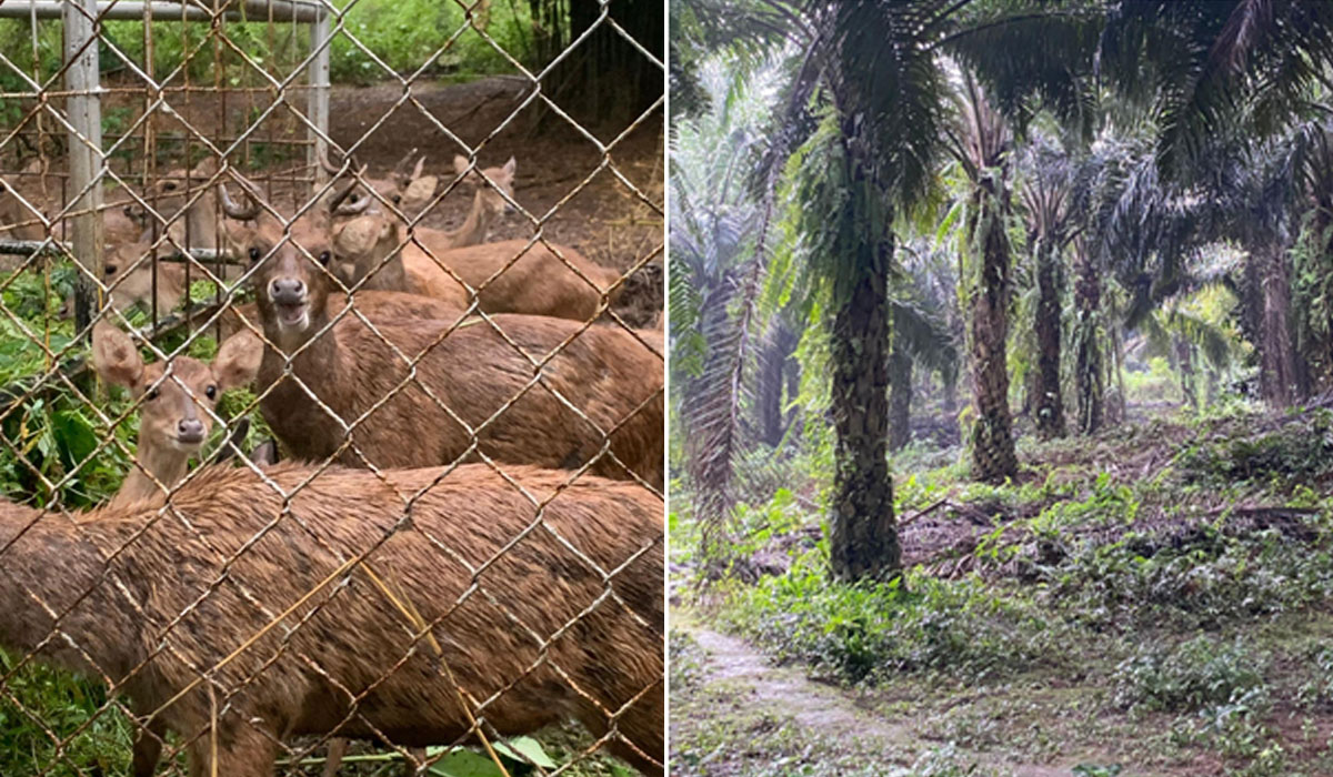 Penangkaran rusa dan kebun kelapa sawit di dalam hutan Kampus IPB Dramaga.