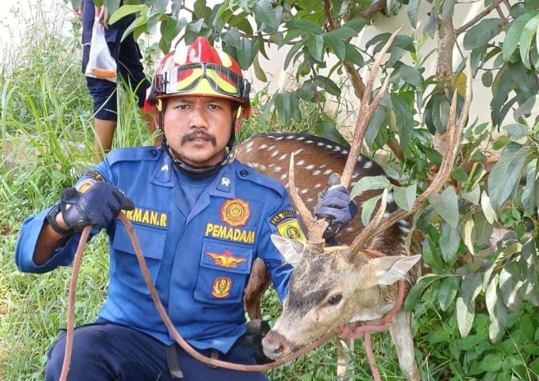 Seekor rusa tutul ditemukan berkeliaran di wilayah Desa Parakan, Kecamatan Kemang, Kabupaten Bogor. IST