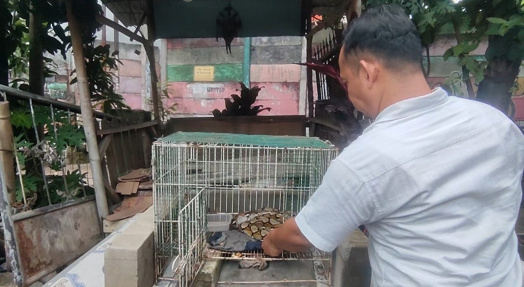 Seekor ular besar hebohkan warga di Gang Buntu, tepatnya di Kampung Jampang RT 04/03, Desa Wanaherang, Kecamatan Gunung Putri, Selasa (23/4).
