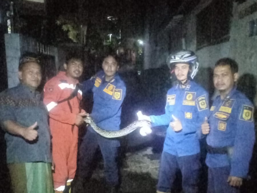 Warga Kampung Cimanglid Desa Sirnagalih Tamansari Kabupaten Bogor dibuat heboh dengan penemuan ular piton di salah satu pagar warga pada Senin (15/4/2024) pagi.﻿
