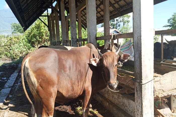 PERSIAPAN JELANG IDUL ADHA : Ternak sapi yang ada di UPTD RPH Kota Palu di Jalan Lekatu, Kelurahan Tavanjuka, Kecamatan Tatanga, Palu, Sulawesi Tengah.