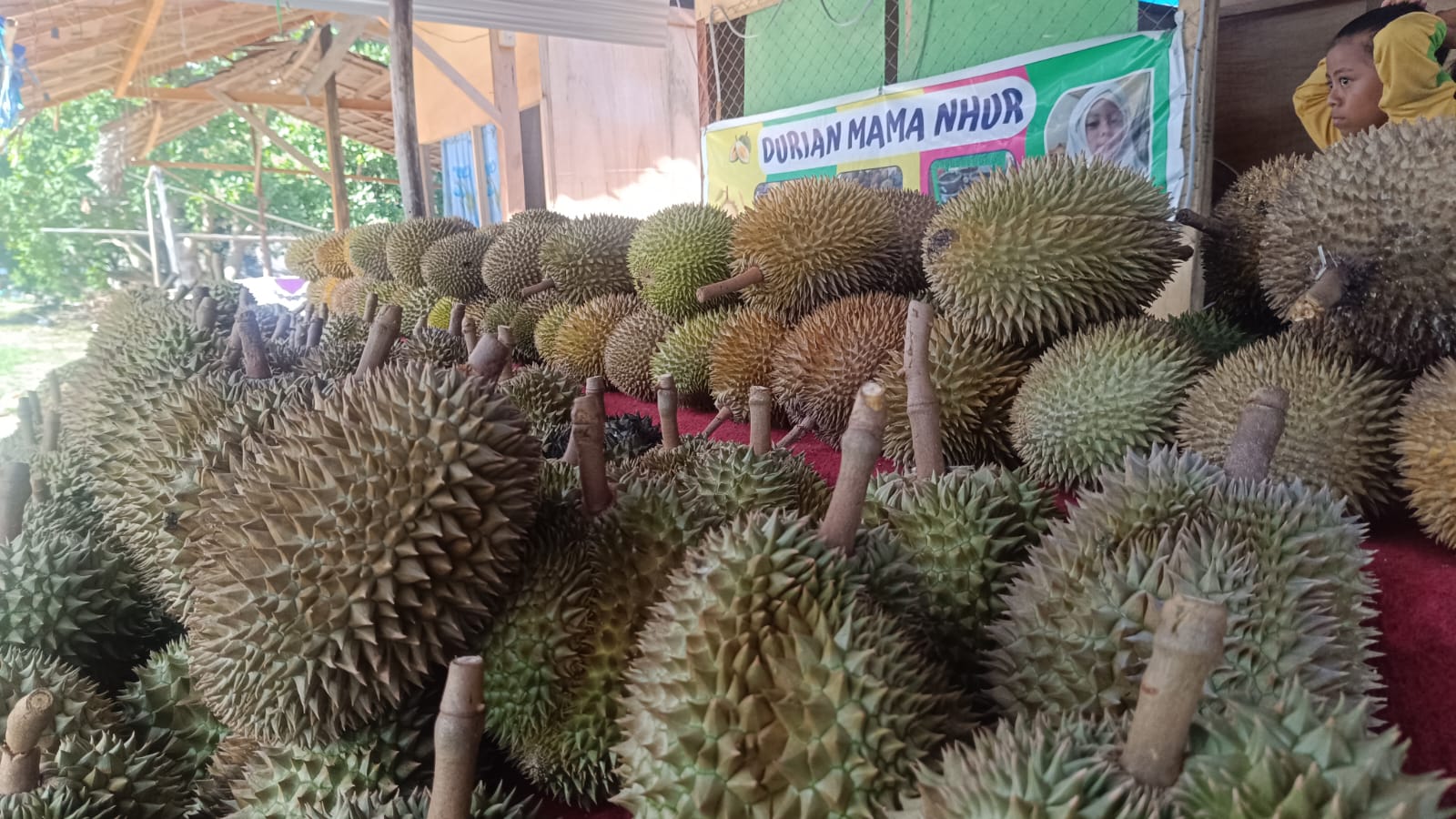 Buah durian Parigi Moutong (FOTO : ROY LASAKKA/RADAR PALU)