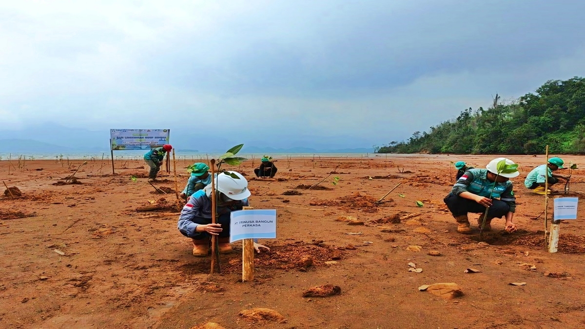 Karyawan PT TDU menanam bibit bakau di pesisir pantai Dusun Towi, Desa Tamainusi, Kecamatan Soyojaya, Kabupaten Morowali Utara, Kamis (5/6/2025).
