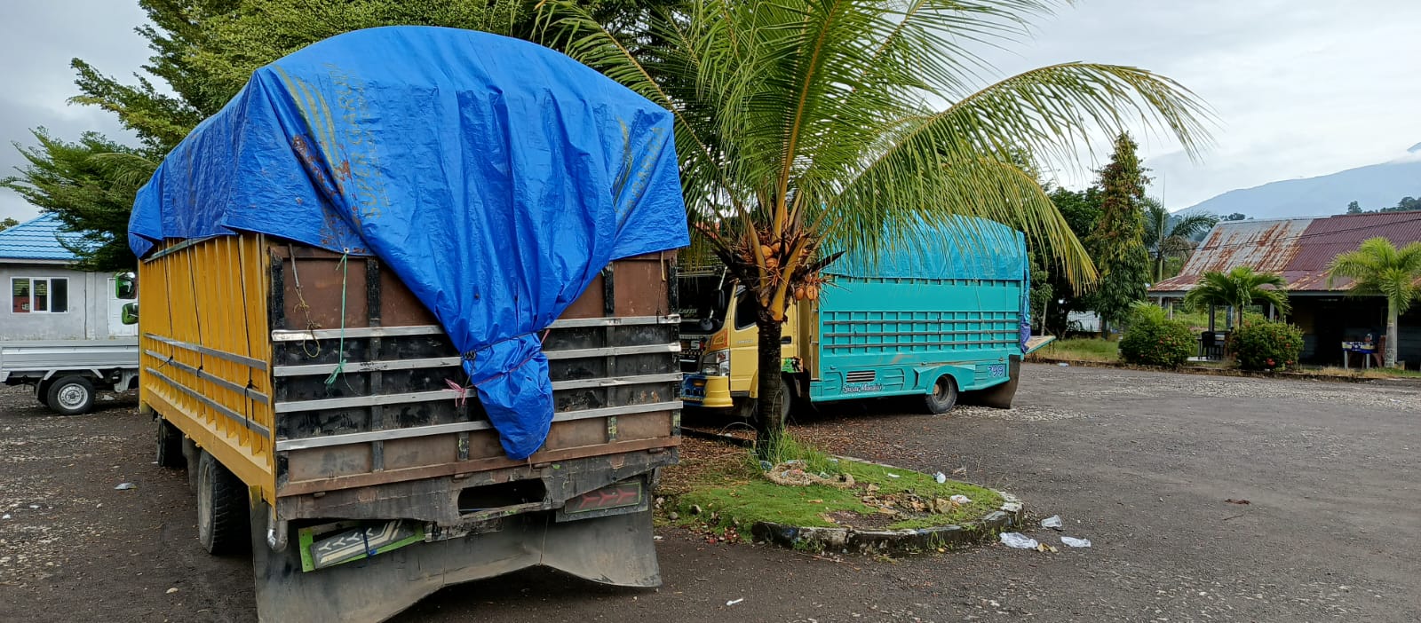 TRUK : Inilah truk yang mengangkut kayu di cagar alam Taronggo.(FOTO : ISTIMEWA/RADAR PALU)