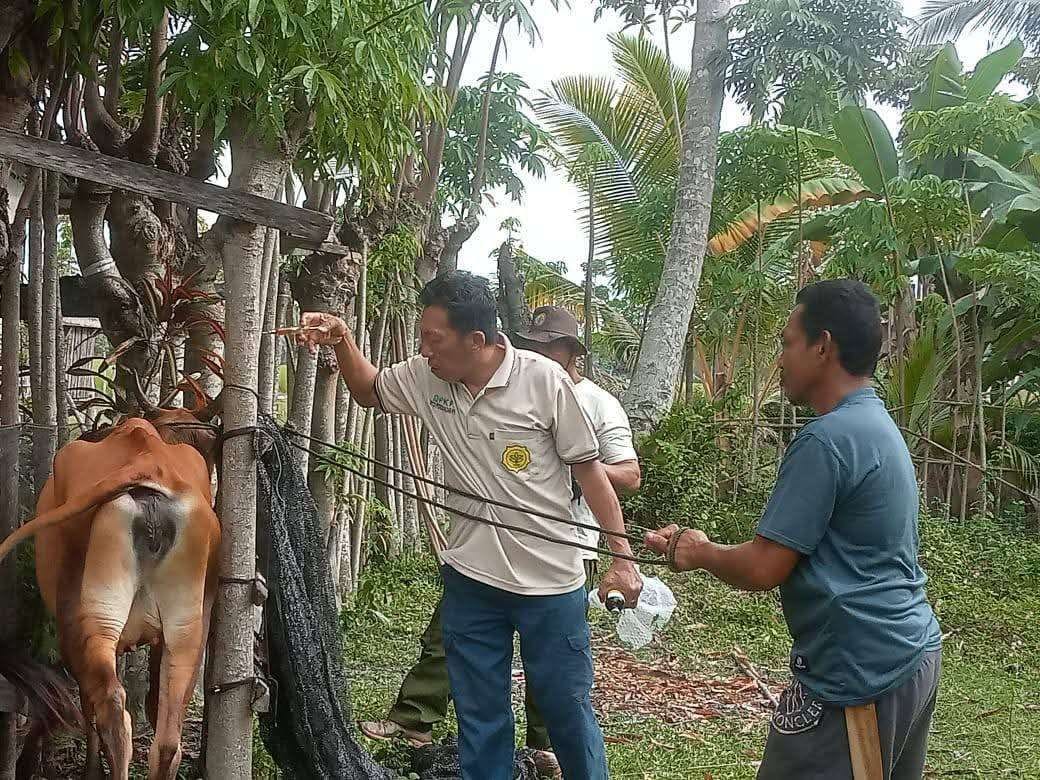 VAKSINASI : Suasana vaksinasi ternak oleh Dinas Pertanian dan Ketahanan Pangan Touna di Kelurahan&nbsp;Labiabe, Rabu (02/07/2025). (FOTO : HERIYANTO LIMAHU/RADAR PALU).