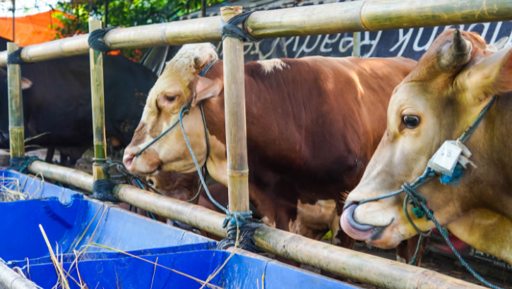 KEBUTUHAN TINGGI: Kota Palu masih tergantung dengan pasokan sapi dari luar untuk memenuhi kebutuhan yang tinggi.