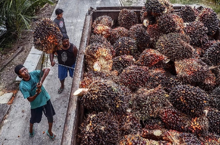 ILUSTRASI petani sawit.