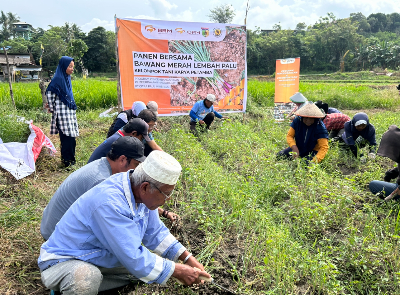 PT CPM bersama Kelompok Tani Karya Petamba saat melakukan panen perdana bawang merah di Kelurahan Tanamodindi Kota Palu.
