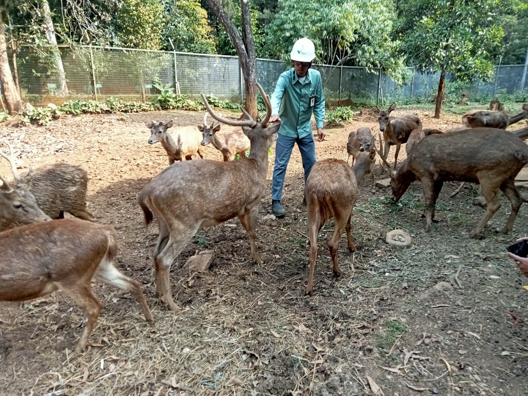 Rusa-rusa hasil penangkaran di Taman Kehati Sawerigading, yang kemudian nantinya akan dilepasliarkan ke alam.