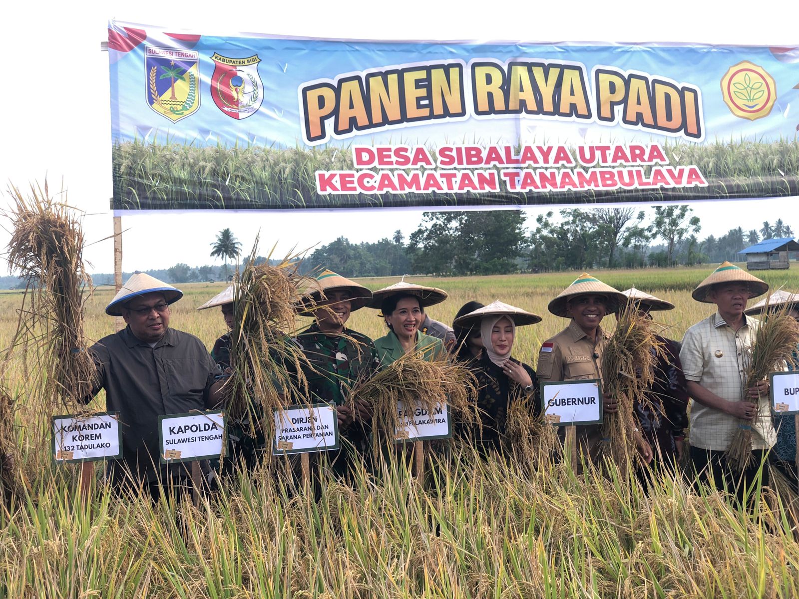 PANEN RAYA : Suasana panen raya padi di Desa Sibalaya Utara, Kecamatan Tanambulava, pada Kamis (04/09/2025).(FOTO: ANGEL SUMBARA/RADAR PALU).  &nbsp;