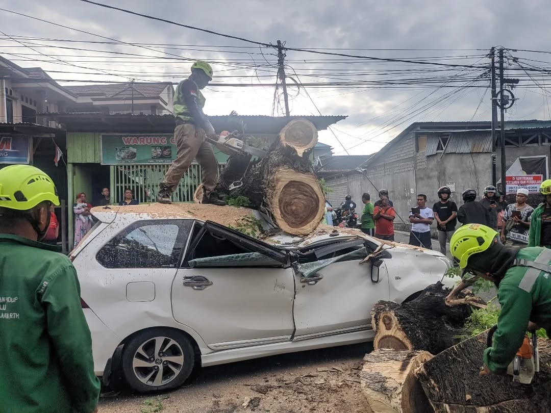 PENGEMUDINYA SELAMAT : Personel dari Disdamkarmat Kota Palu memotong batang pohon yang tumbang dan menimpa sebuah mobil di Jalan Sisingamangraja, Kota Palu, belum lama ini.