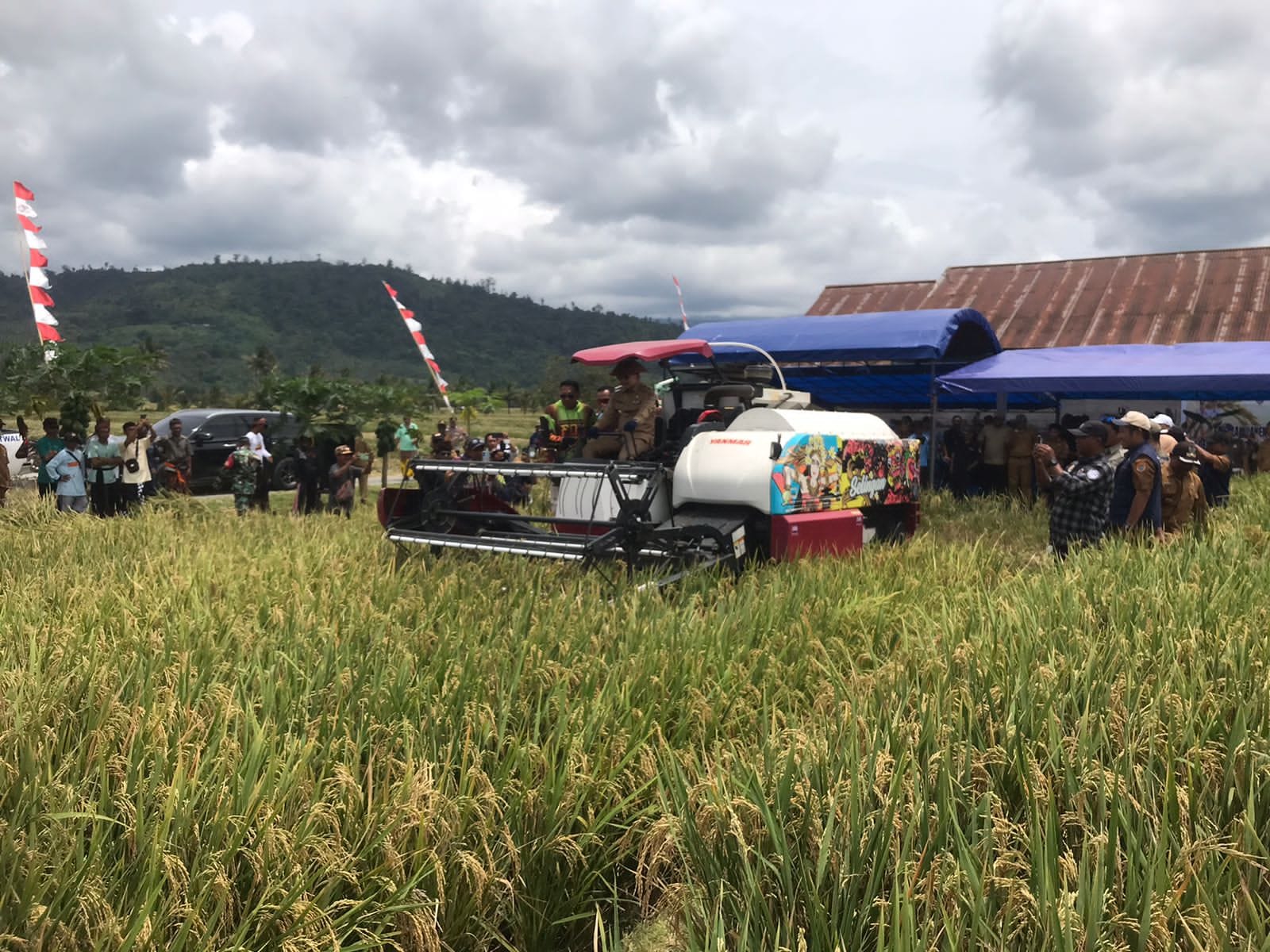 PANEN RAYA : Pemkab Banggai melakukan panen raya padi di Desa Kembang Merta, Kecamatan Masama, Kabupaten Banggai, Senin (22/09/2025).(FOTO: NENDRA PRASETYA/RADAR PALU).