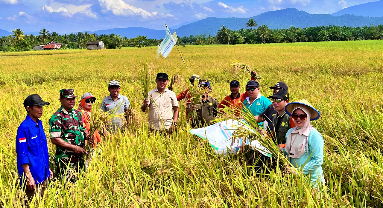 PERDANA : Panen perdana padi di Desa Togo Mulya yang dihadiri Wakil Ketua Komisi I DPRD Morowali Utara, Sabtu (4/10/2025) capai produktivitas 10,24 ton per hektare.(FOTO: ISTIMEWA/RADAR PALU).