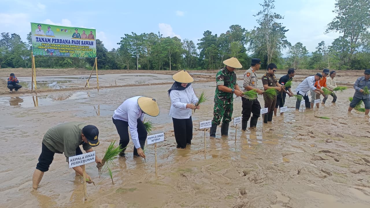 MENANAM : Wabup Touna, Hj. Surya Lapasiri, memimpin pelaksanaan penanaman perdana padi sawah, Rabu (15/10/2025).(FOTO: HERIYANTO LIMAHU/RADAR PALU).