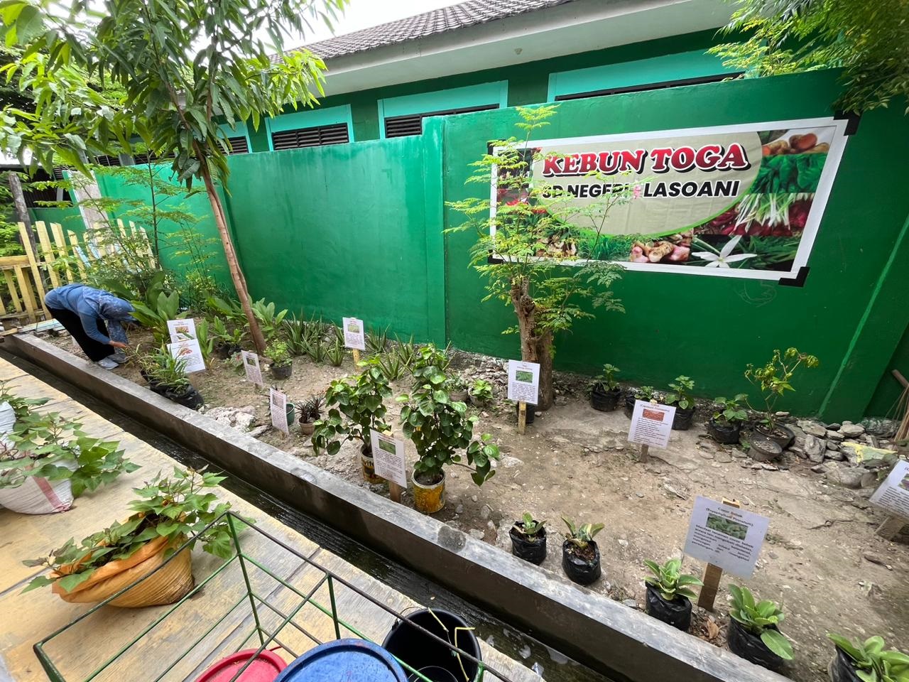 KEBUN TOGA: Kebun toga yang dikelolah oleh para guru yang ada di sudut belakang bangunan di SDN Lasoani.
