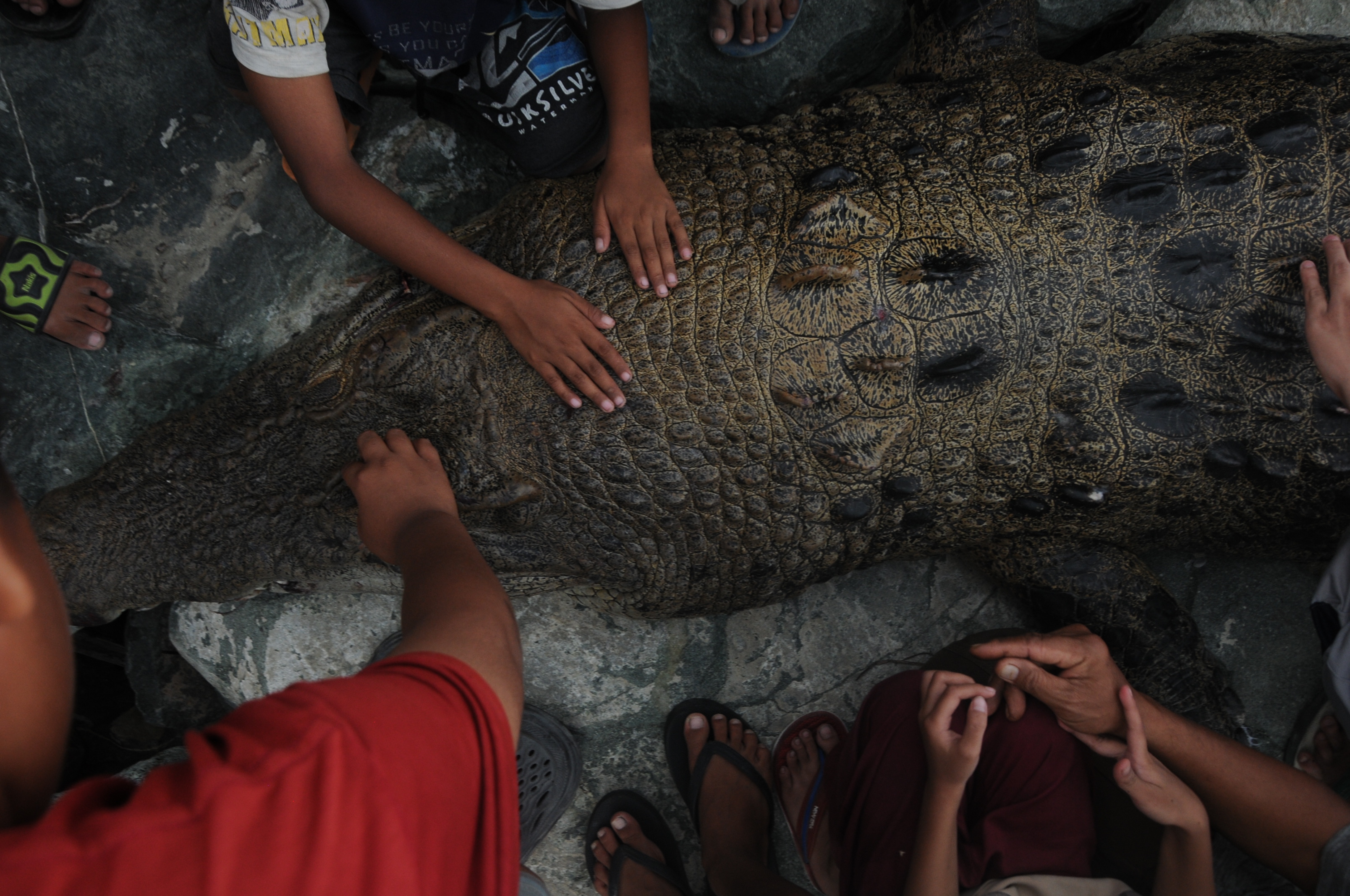 LANGSUNG DIKUBURKAN: Bangkai buaya muara jadi daya tarik warga sekitar sesaat ditemukan di tepi pantai Teluk Palu, Kelurahan Lere, Minggu (16/11/2025).