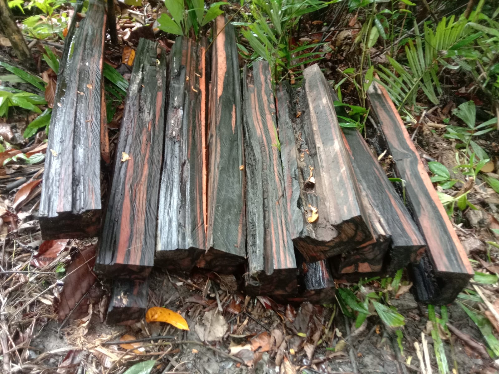 MASIH DITEBANG : Inilah tumpukan kayu ebony yang kerap ditebang warga.(FOTO: ISTIMEWA/RADAR PALU).  &nbsp;