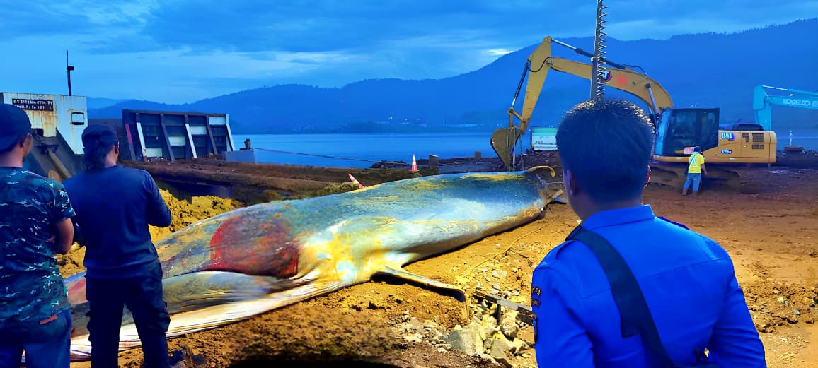 DIEVAKUASI: Bangkai paus sirip dievakuasi ke daratan untuk dikuburkan tak jauh dari jetty PT STU di Dusun Lambolo, Desa Ganda Ganda, Kecamatan Petasia, Morut, Jumat (12/12/2025) malam. (FOTO: ISTIMEWA