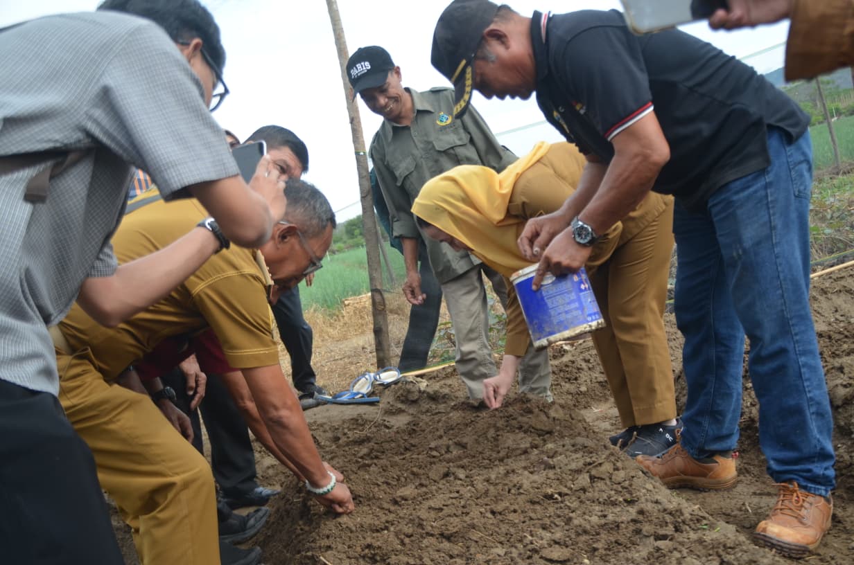GENJOT PENGEMBANGAN: Wakil Wali Kota, Imelda Liliana Muhidin (kedua dari kanan) pada kegiatan pengembangan tanaman bawang merah di Petobo pada Senin (12/1/2026).