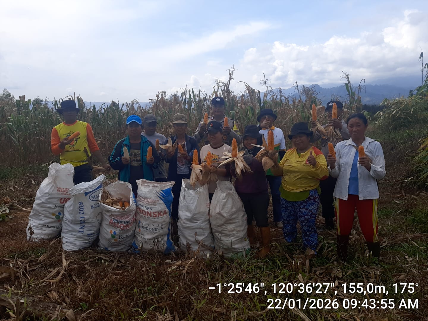 PANEN: Bumdes Pantangolemba saat melakukan panen jagung.(FOTO: BUDIYANTO WIHARTO/RADAR PALU).