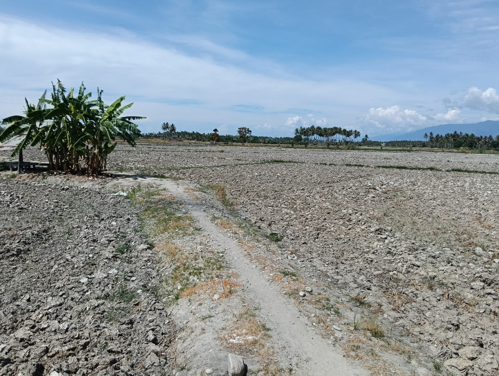 Sedikitnya sekitar 3.000 hektare sawah tadah hujan di Kecamatan Mepanga dan Ongka Malino dilaporkan gagal tanam.