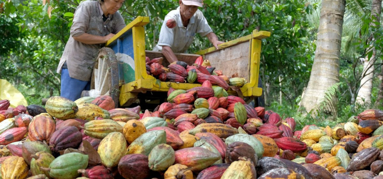 Biji kakao kering menjadi bahan baku utama industri cokelat, dengan Indonesia dan Sulawesi Tengah termasuk wilayah produsen penting.