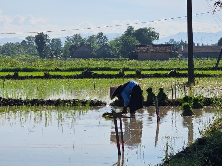Petani mengolah sawah di Sulawesi Tengah. Pemerintah memperkuat asuransi pertanian untuk melindungi petani dari risiko gagal panen akibat perubahan iklim.