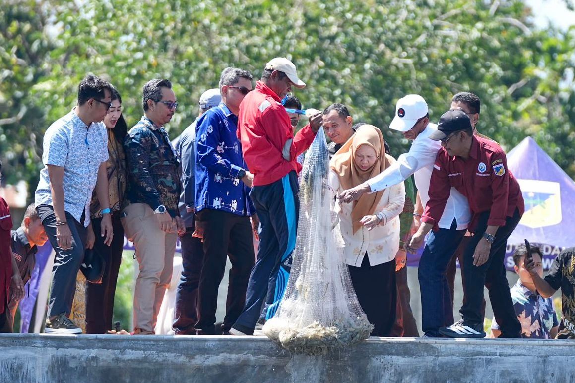 Wakil Gubernur Sulawesi Tengah dr. Reny A. Lamadjido saat panen perdana udang vaname di tambak intensif Palu Utara, Kamis (52).