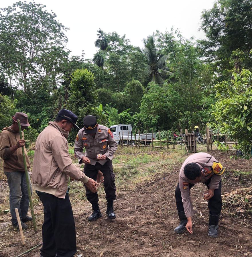 JAGUNG: Tampak anggota Polres Morowali, bersama petani menanam jagung.(FOTO: SUPRIYONO/RADAR PALU).